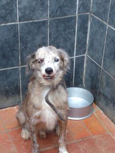 Tadashi - Rumo à Recuperação: Tadashi Conta com a sua Generosidade