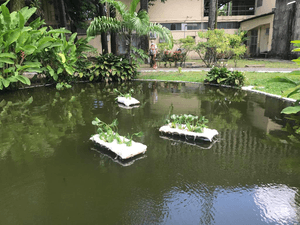 Pernambuco em Nova York! Nos ajude a espalhar ciência pelo planeta e representar nosso país!!! imagem 8