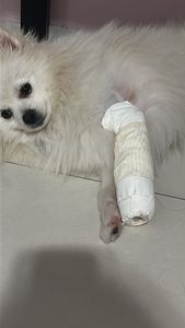 Cirurgia pata do chewbacca imagem 8