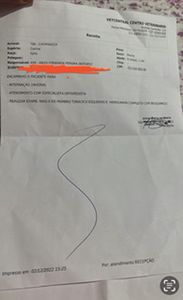 Animais - Cirurgia pata do chewbacca