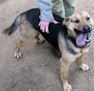 Animais - Abrigo para cachorros