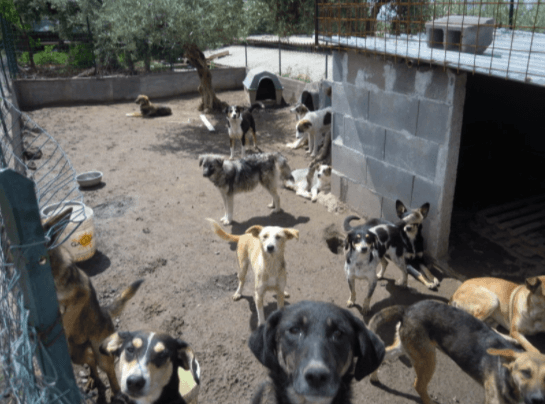 Vaquinha Online - Abrigo para cachorros