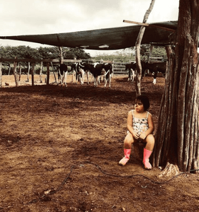 Crowdfunding - Ajude no desenvolvimento do projeto agropecuário local