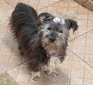 Vaquinha Online - Nos ajude a mudar para Portugal com a mamãe 