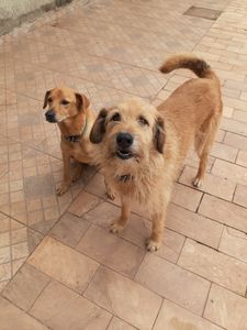 Mogi das Cruzes/SP - Nos ajude a mudar para Portugal com a mamãe 