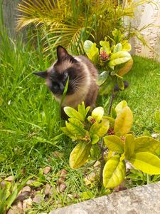 Pipoca Bom Bom Mari Ralf Houdi - Nos ajude a mudar para Portugal com a mamãe 