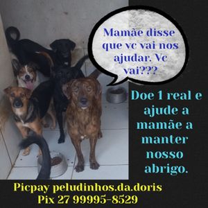 Abrigo de animais - Ajude nosso abrigo de animais