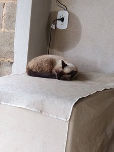 OS GATINHOS DA ODILON - Os 10 Gatinhos da Odilon