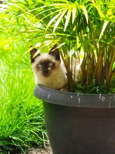 Animais - Os 10 Gatinhos da Odilon