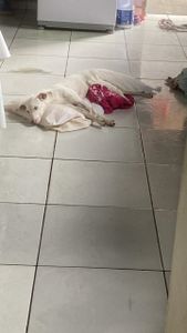 Animais - AÇÃO SOLIDÁRIA – AJUDE A NINA