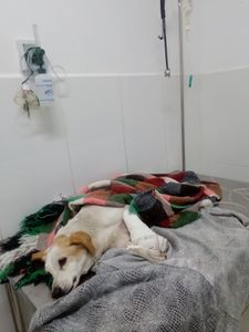 Vaquinha Online - Ajude-nos a salvar o Moustache