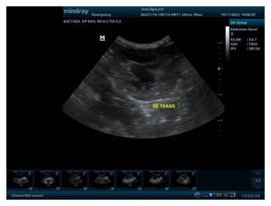 Animais - Tom precisa da sua ajuda contra LEOCEMIA FELINA  a  a famosa FELV