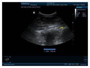 Brasília/DF - Tom precisa da sua ajuda contra LEOCEMIA FELINA  a  a famosa FELV