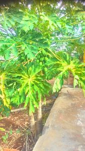 Ivaiporã/PR - Intercambio