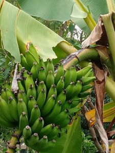 Ecoalfabetização e Saúde Mental Para Escolas Públicas  - Jardim Terrapêutico imagem 10