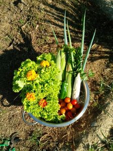 Ecoalfabetização e Saúde Mental Para Escolas Públicas  - Jardim Terrapêutico imagem 7