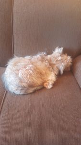 Vaquinha Online - Castração da minha cachorrinha 