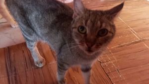 Vaquinha Online - Abigail precisa da sua ajuda!