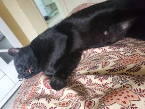 Vaquinha Online - Ajudanďo a seres inocentes. 