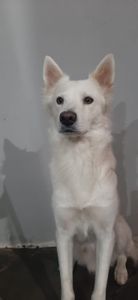 Vaquinha Online - Ajude Stark a Mudar de vida <3 