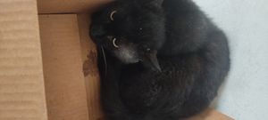 São Paulo/SP - Gato atropelado precisa de tratamento