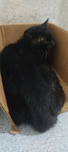 Caridade e Filantropia - Gato atropelado precisa de tratamento