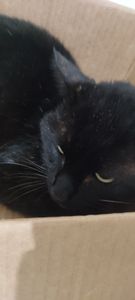 Gato atropelado precisa de tratamento - Gato atropelado precisa de tratamento