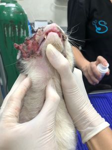 Ajude o Cego a Tratar o Câncer de Pele (carcinoma) imagem 6