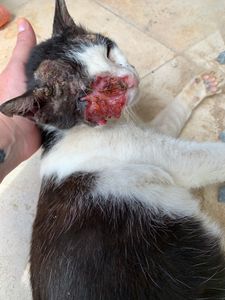 Animais - Ajude o Cego a Tratar o Câncer de Pele (carcinoma)