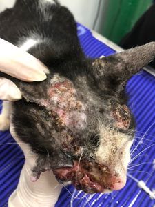 Tratamento para o Gatinho Cego - Ajude o Cego a Tratar o Câncer de Pele (carcinoma)