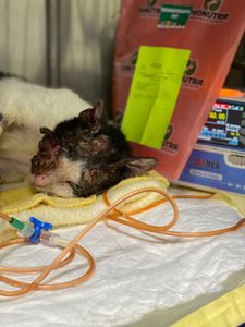 Vaquinha Online - Ajude o Cego a Tratar o Câncer de Pele (carcinoma)