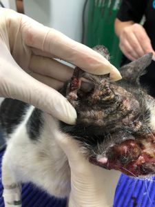 São Paulo/SP - Ajude o Cego a Tratar o Câncer de Pele (carcinoma)