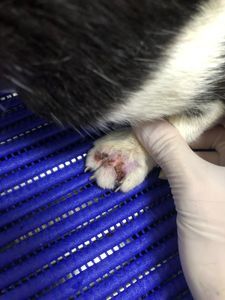 Ajude o Cego a Tratar o Câncer de Pele (carcinoma) imagem 8