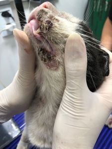 Ajude o Cego a Tratar o Câncer de Pele (carcinoma) imagem 7