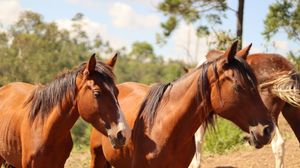 Alimentação Mensal dos Animais do Santuário | Março/2023 - Alimentação Mensal dos Animais do Santuário Março/2023