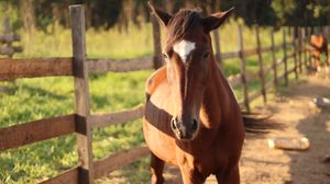 Animais - Alimentação Mensal dos Animais do Santuário Março/2023