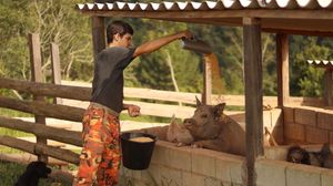 São Paulo/SP - Alimentação Mensal dos Animais do Santuário Março/2023