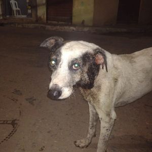 Vaquinha em prol do tratamento de negao é Lili - Tratamento de negao e Lili 