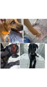 Natal/RN - Tratamento de negao e Lili 