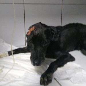 Vaquinha Online - Tratamento de negao e Lili 