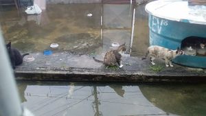 Reconstruir casinha Katia S2 imagem 7