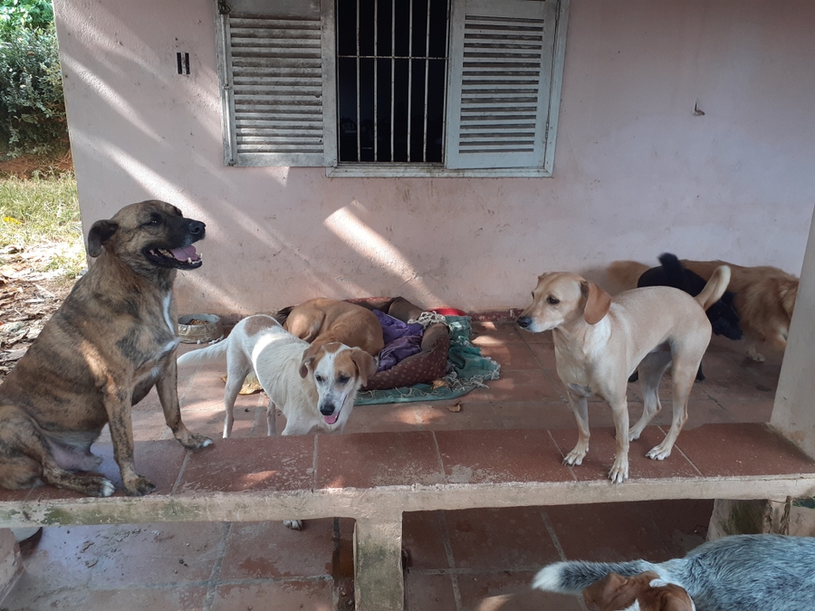 Vaquinha Online - Mundo Cão precisa de um novo lar 