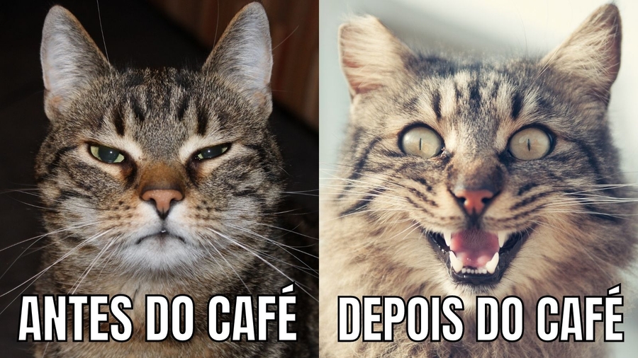 Vaquinha Online - Café com gatos Coffelinos