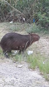 Meio ambiente - Ajude-nos a comprar uma Van para deslocamento de nossos voluntários 