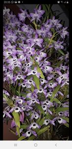 Casamento - Casório em Bonfim 