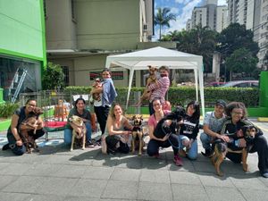 Projeto Ajuda Animal - FMU - Projeto Ajuda Animal - FMU