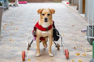 Projeto Ajuda Animal - FMU imagem 6