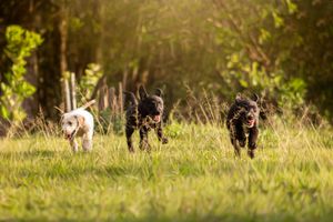 Projeto Ajuda Animal - FMU imagem 8