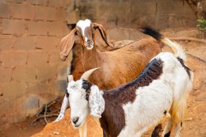 ONGs - Projeto Ajuda Animal - FMU