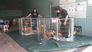 Projeto Ajuda Animal - FMU imagem 7